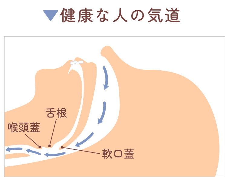 健康な人の気道